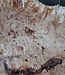 Poplar burl slab, approx. 1000 x 720/900 x 62 mm, 13557