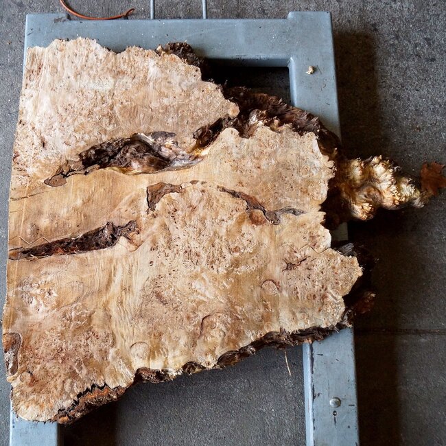 Pappel Maser Tischplatte, ca. 1000 x 720/900 x 62 mm, 13557