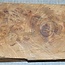 Amboina Maser, ca. 370 x 190/170 x 48 mm, 2,3 kg