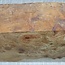 Amboina Maser, ca. 280 x 170/150 x 48 mm, 1,5 kg