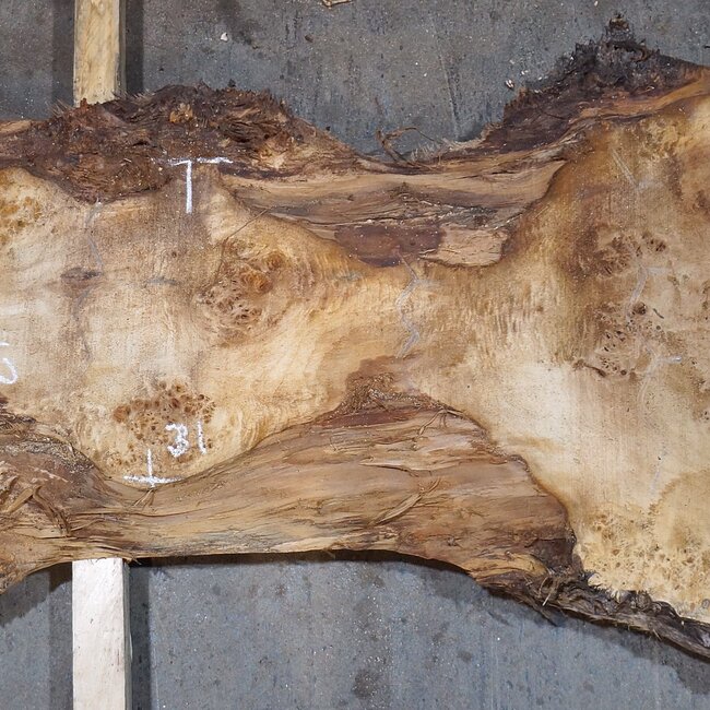 Pappel Maser Tischplatte, ca. 2340 x 600/560/310 x 52 mm, 13563