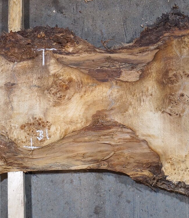 Pappel Maser Tischplatte, ca. 2340 x 600/560/310 x 52 mm, 13563