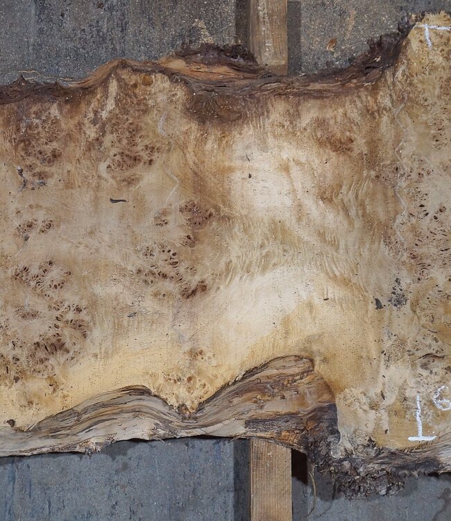 Pappel Maser Tischplatte, ca. 2340 x 600/560/310 x 52 mm, 13563