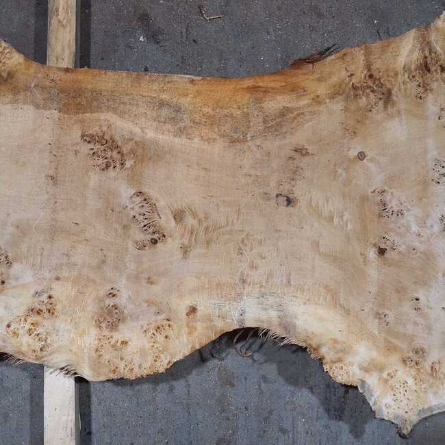 Pappel Maser Tischplatte, ca. 2340 x 600/560/310 x 52 mm, 13563