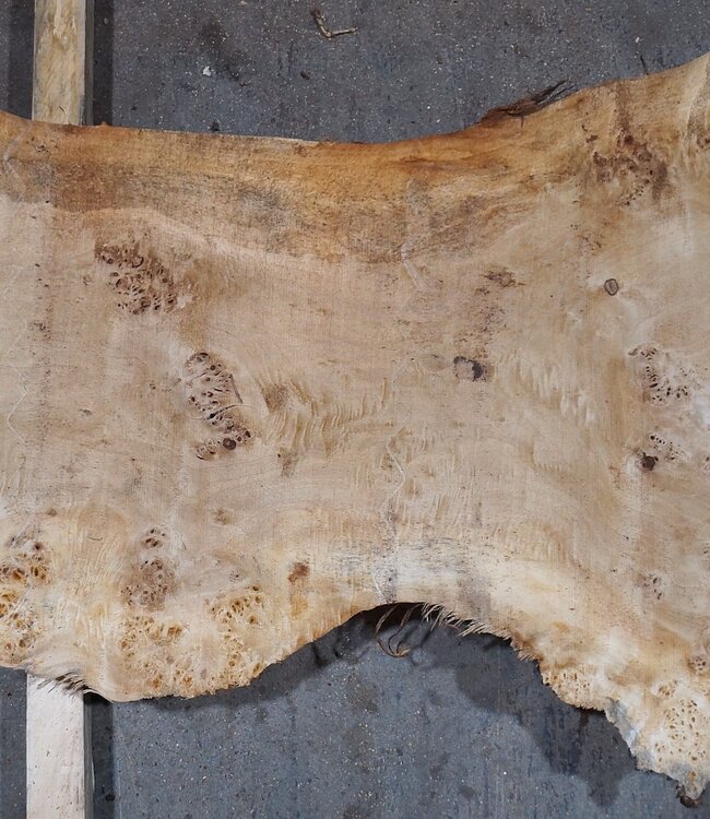 Pappel Maser Tischplatte, ca. 2340 x 600/560/310 x 52 mm, 13563