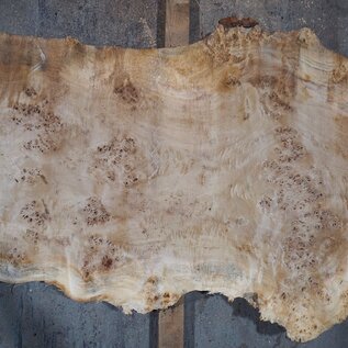 Pappel Maser Tischplatte, ca. 2340 x 600/560/310 x 52 mm, 13563