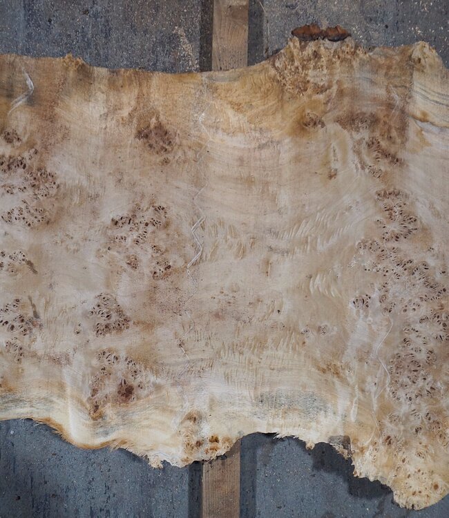 Pappel Maser Tischplatte, ca. 2340 x 600/560/310 x 52 mm, 13563