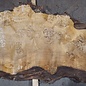 Mappa, poplar burl table top, approx. 2300 x 610/460/380 x 52 mm, 13564