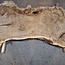 Mappa, poplar burl table top, approx. 2000 x 1200/460 x 65 mm, 13567