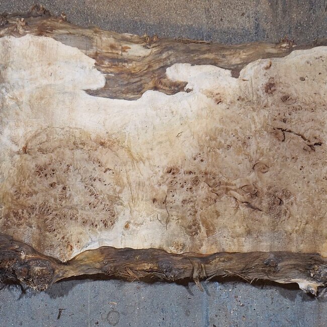 Pappel Maser Tischplatte, ca. 1900 x 700/570 x 65 mm, 13571