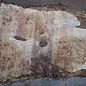 Mappa, poplar burl table top, approx. 1900 x 700/570 x 65 mm, 13571