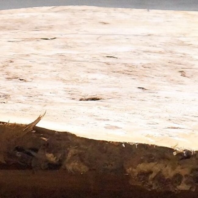 Mappa, poplar burl table top, approx. 1900 x 700/570 x 65 mm, 13571