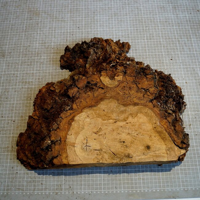 Oak burl, approx. 400 x 290 x 52 mm, 3,7 kg