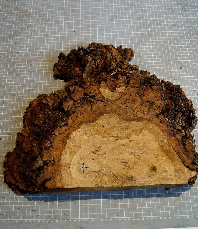 Oak burl, approx. 400 x 290 x 52 mm, 3,7 kg