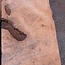 Redwood Burl tabletop, approx. 1850 x 650 x 55 mm, 11458 b