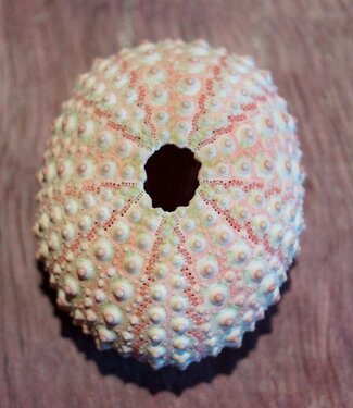Sea-Urchin shell, rose, approx. 4 cm in diameter
