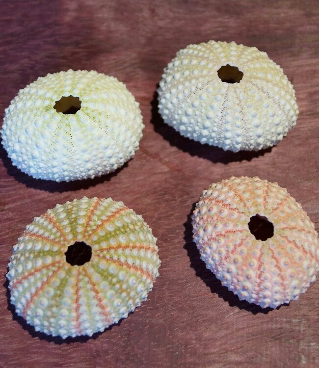 Seeigel Gehäuse, rosa, ca. 4 cm Durchmesser