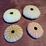 Sea-Urchin shell, rose, approx. 4 cm in diameter