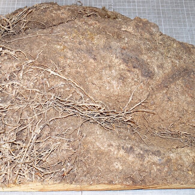 Amboina Maser, ca. 540 x 360 x 90-25 mm, 6 kg