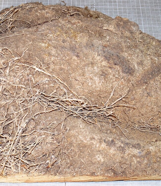 Amboina Maser, ca. 540 x 360 x 90-25 mm, 6 kg