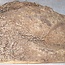 Amboyna burl, approx. 540 x 360 x 90-25 mm, 6 kg