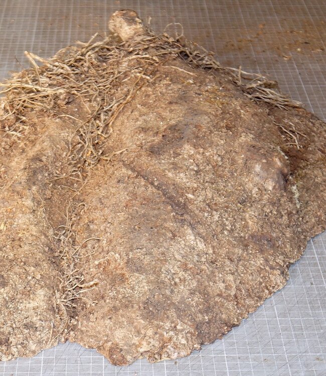 Amboyna burl, approx. 540 x 360 x 90-25 mm, 6 kg