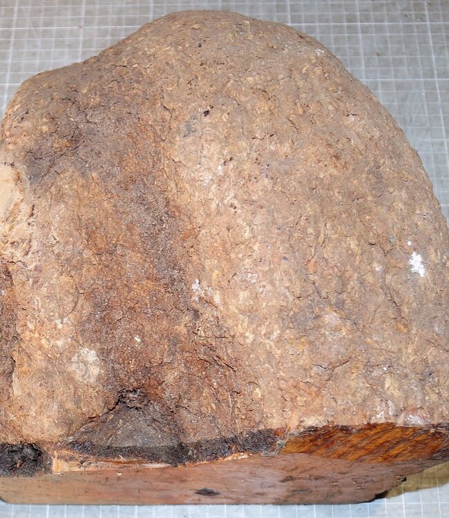 Caniste Burl, approx. 250 x 200 x 150-60 mm, 6,9 kg