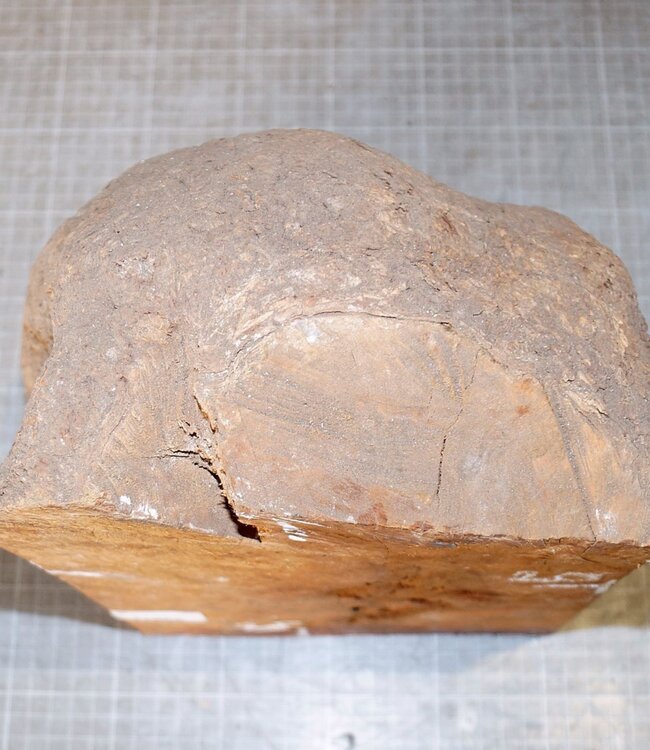 Caniste Burl, approx. 250 x 200 x 150-60 mm, 6,9 kg