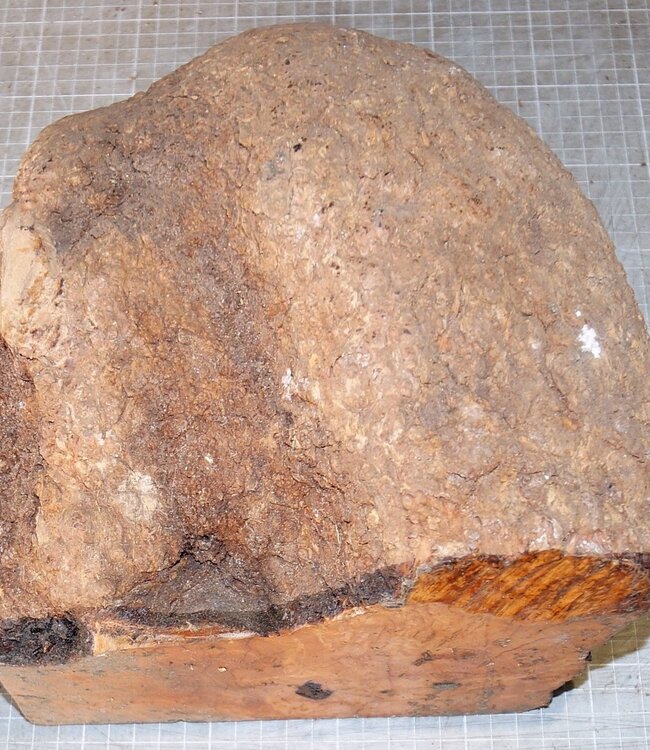 Caniste Burl, approx. 250 x 200 x 150-60 mm, 6,9 kg