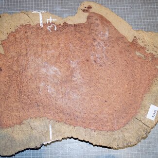 Amboyna burl, approx. 730 x 370 x 50 mm, 7,9 kg