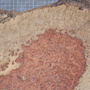 Amboyna burl, approx. 730 x 370 x 50 mm, 7,9 kg