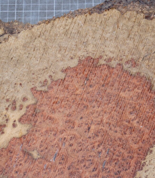 Amboyna burl, approx. 730 x 370 x 50 mm, 7,9 kg