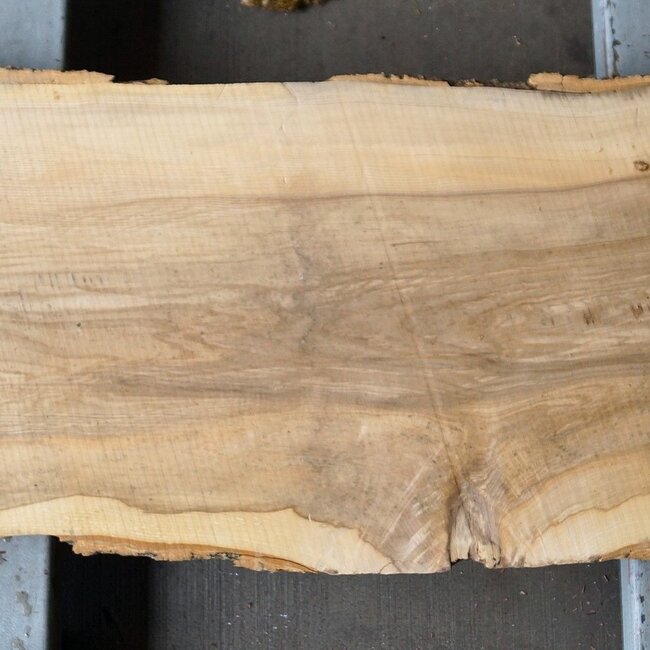 Ash fiddleback, approx. 1570 x 460 x 52mm, 25 kg, 13108