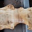 Poplar burl, approx. 1370 x 530 x 52 mm, 12687