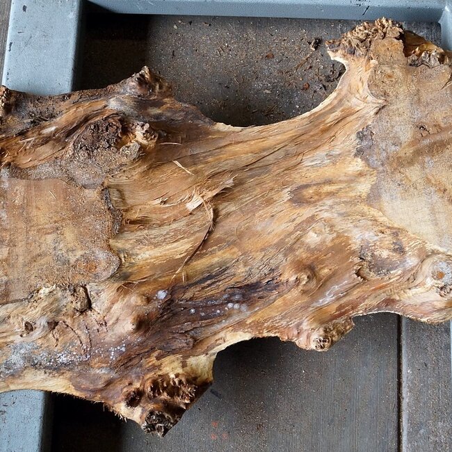 Poplar burl, approx. 1370 x 530 x 52 mm, 12687