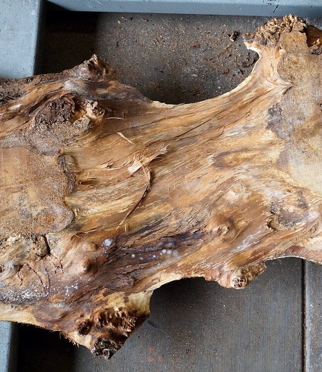 Poplar burl, approx. 1370 x 530 x 52 mm, 12687