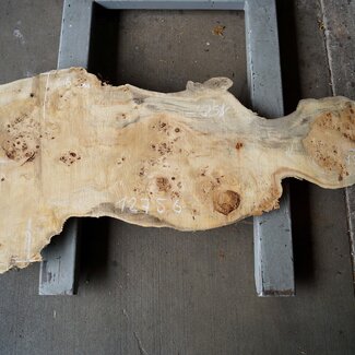 Pappel Maserplatte, ca. 1500 x 660 x 55 mm, 12756