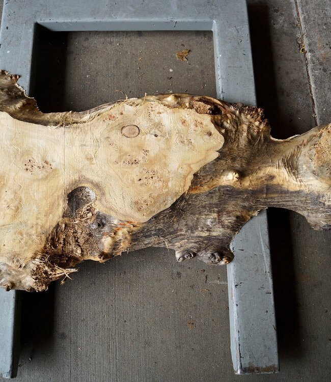 Pappel Maserplatte, ca. 1500 x 660 x 55 mm, 12756