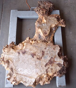 Pappel Maserplatte, ca. 1360 x 250/830 x 65 mm, 12831