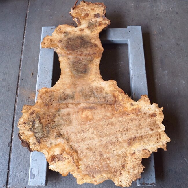 Poplar burl, Mappa slab, approx. 1360 x 250/830 x 65 mm, 12831