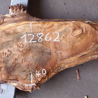 Poplar burl, Mappa slab, approx. 1800 x 400/260 x 55 mm, 12862