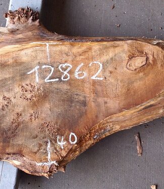Poplar burl, Mappa slab, approx. 1800 x 400/260 x 55 mm, 12862