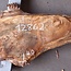 Poplar burl, Mappa slab, approx. 1800 x 400/260 x 55 mm, 12862