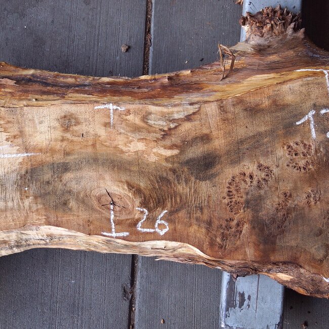 Poplar burl, Mappa slab, approx. 1800 x 400/260 x 55 mm, 12862