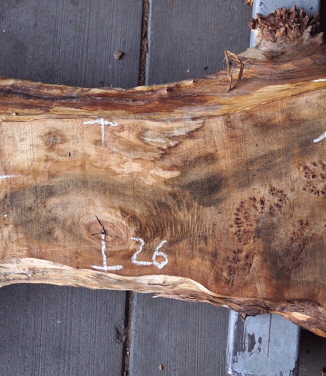 Pappel Maserplatte, ca. 1800 x 400/260 x 55 mm, 12862