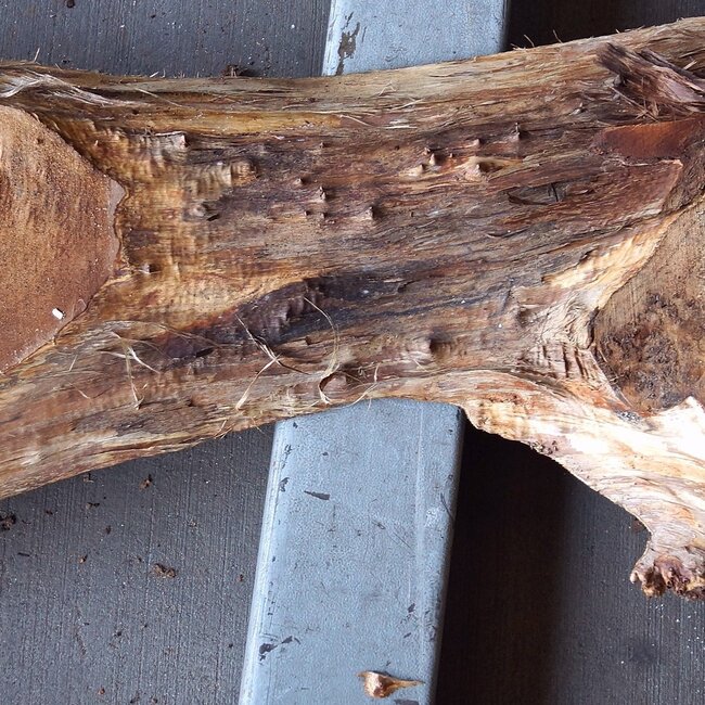 Poplar burl, Mappa slab, approx. 1800 x 400/260 x 55 mm, 12862