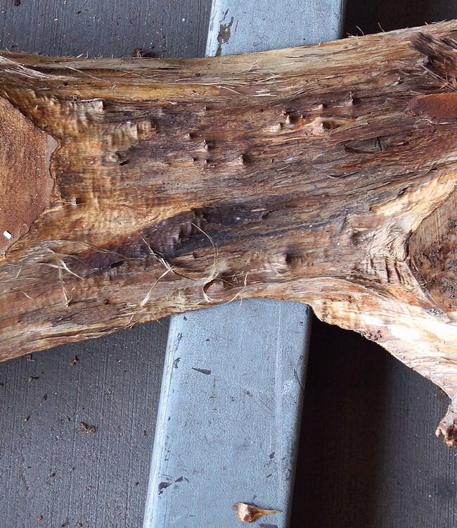 Pappel Maserplatte, ca. 1800 x 400/260 x 55 mm, 12862