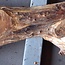 Poplar burl, Mappa slab, approx. 1800 x 400/260 x 55 mm, 12862
