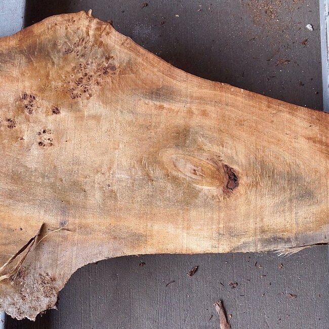 Pappel Maserplatte, ca. 1800 x 400/260 x 55 mm, 12862