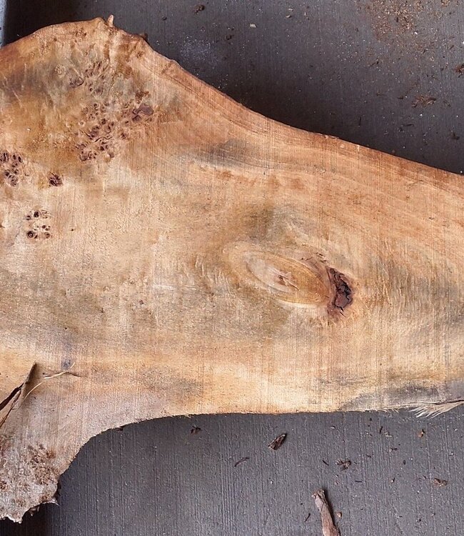 Pappel Maserplatte, ca. 1800 x 400/260 x 55 mm, 12862